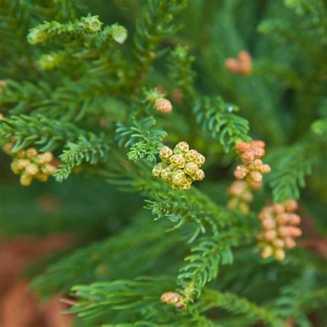 Cryptomeria (Criptomeria Japonica), Cedro Japonés