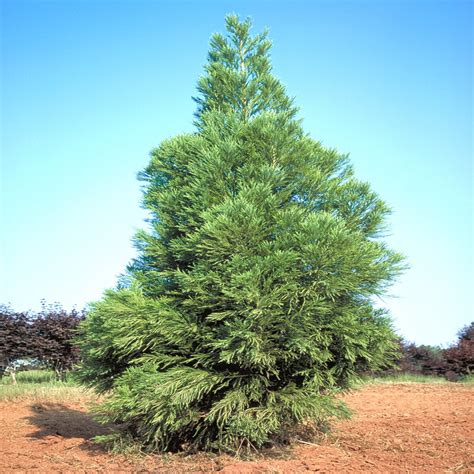 Cryptomeria Japonica Yoshino Japanese Cedar SiteOne