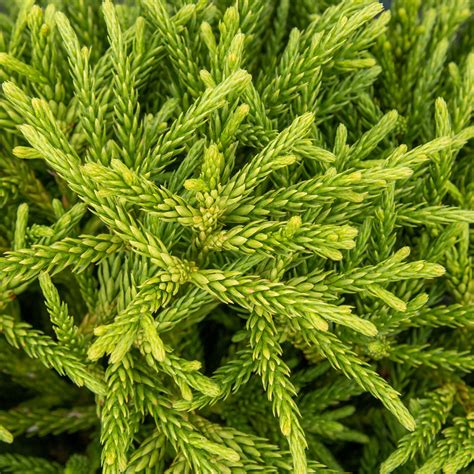 Cryptomeria japonica Little Champion – Mail Order Trees