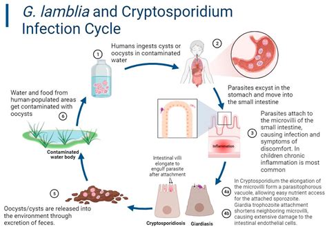 Cryptosporidiosis - Symptoms, diagnosis and treatment