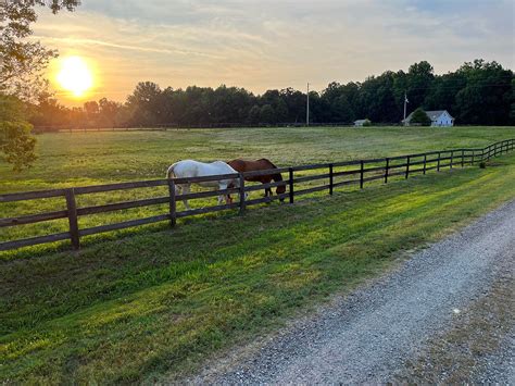 Crystal Brook Stable, 141 Hammond Ln, Centereach, NY, Pet Services