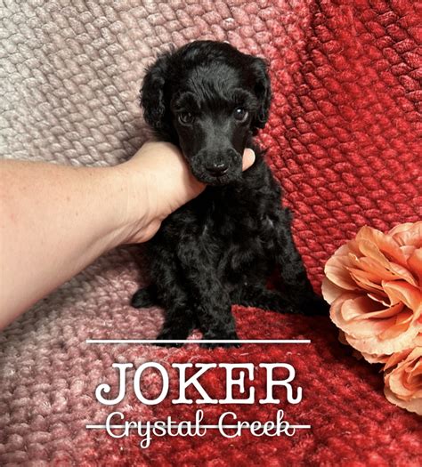 Crystal Creek Standard Poodles - Available Puppies