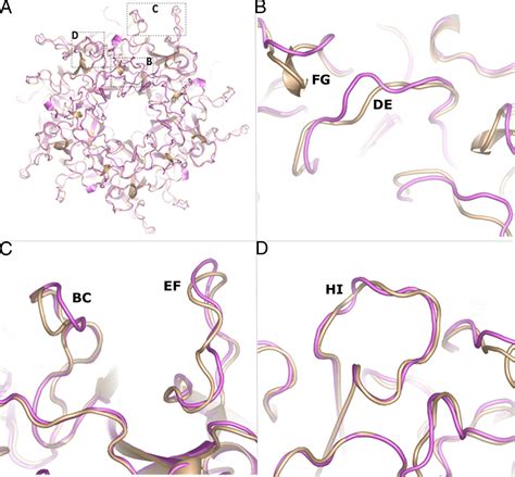 Crystal structures of four types of human papillomavirus L1 …