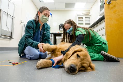 Csu vet hospital. The Colorado State University Veterinary Teaching Hospital provides comprehensive veterinary care to companion animals, livestock, and equine patients. Our faculty, … 