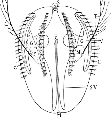 Ctenophore ClipArt ETC - FCIT