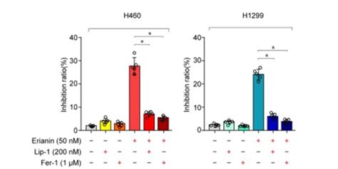 CuATSM Ferroptosis Inhibitor MedChemExpress