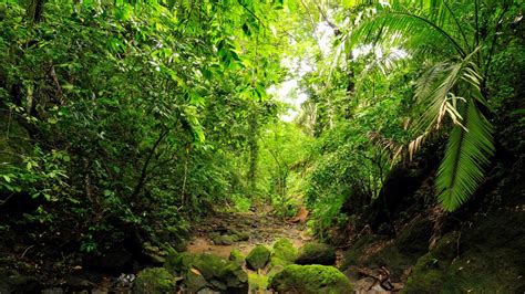 El Darién es la selva de Panamá y Colombia que abarca 17.014 km2 y es el tercer bosque más grande de Centroamérica. La Brecha del Darién es una franja de .... 