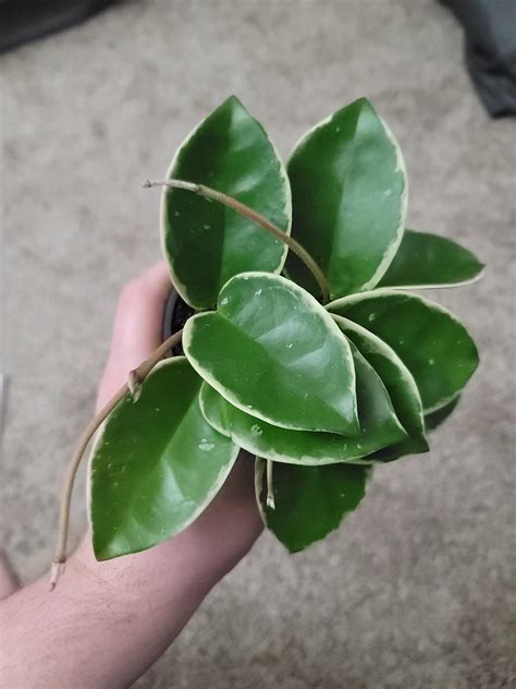 Cubcollin Leaks 🔥 XXX