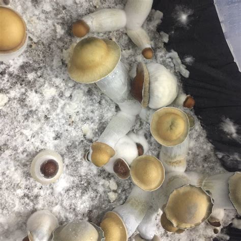 Cubensis fruiting conditions. 