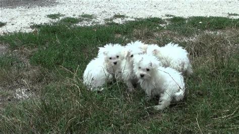 Cucciolata bolognesi Luglio 2011 - YouTube