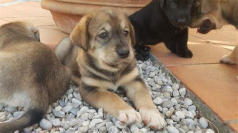 Cuccioli di Animali domestici in regalo a Firenze AnnunciAnimali.it