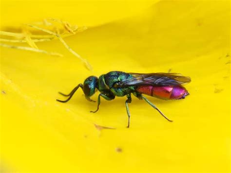 Cuckoo Wasps - A Quick Guide - Pest Control Gurus - Insect Realm