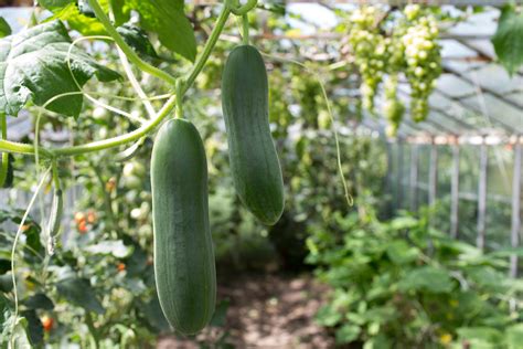 Cucumber « Talk Gardening