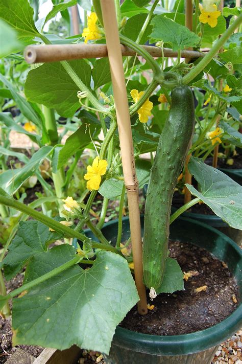 Cucumber Flowers in the Garden - YouTube