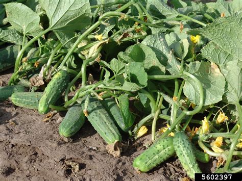 Cucumber parallel execution gradle.  Discover Cucumber - Cucumis sativus:...