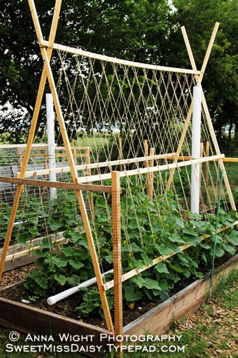 Cucumber trellis. Things To Know About Cucumber trellis. 