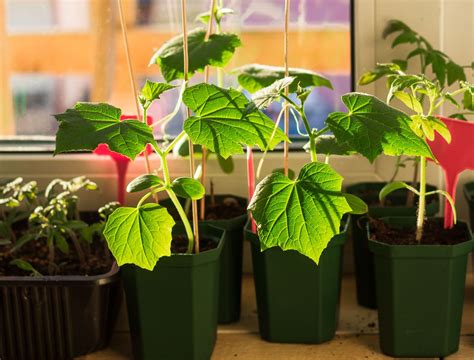 Cucumbers in pots