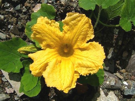 Cucurbita maxima