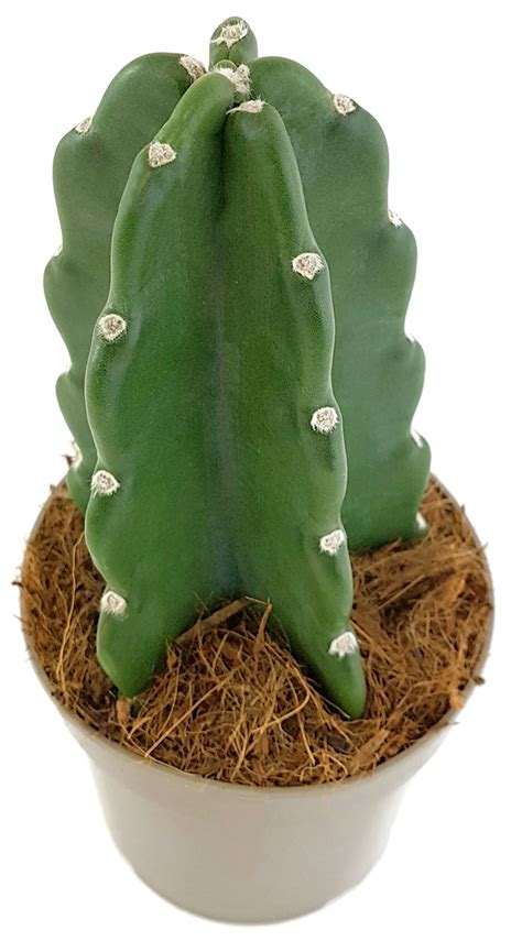 Cuddly cactus. Description: Cereus jamacaruSN|6995]]SN|6995]] is a large tree-like cactus up to 10 meters high, with a short, thick, woody trunk, very much branched, the branches usually erect, numerous, often forming a compact top. When living in dense forests it has a simple stem or only a few branches, growing tall and erect, the branches have few ribs, but these are … 