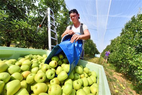 Cueillette des pommes travail saisonnier