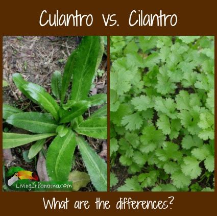 Culantro vs Cilantro - What are the differences?