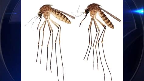 Culex lactator: experts warn about new mosquito breed in Florida ahead of rainy season
