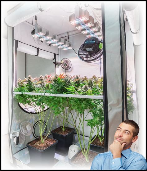 Cultivate Your Cannabis Dreams in the Confines of a Shorty Grow Tent