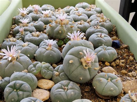Understanding the Environmental Needs and Conditions for Growing Peyote: Peyote thrives in arid environments with well-draining soil and plenty of sunlight. It is crucial to recreate these conditions when cultivating peyote. Providing the proper environment, including temperature and moisture control, is essential for the plant’s health and .... 