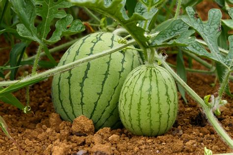 Cultivo de sandía » Huerto en casa