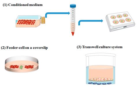 Culture + co. Co-culturing allows a variety of cell types to be cultured together to examine the effect of one culture system on another (Figure 14.5).This procedure is useful when examining the effect of one type of tissue on another, one region of the brain on another, or how a particular secreted molecule leads to changes in neural development or physiology. 