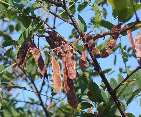 Culture and use of black locust — University of Arizona