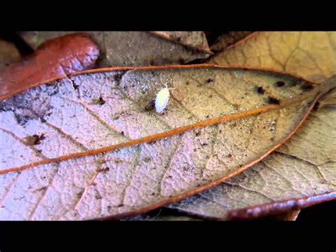 Culturing Dwarf White Isopods: A Quick Guide