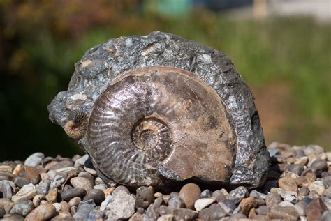 Cumbria – UK Fossil Collecting