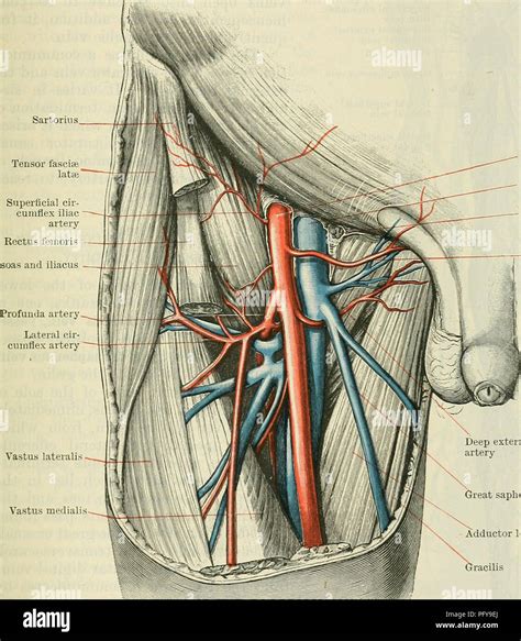 Cunninghams lehrbuch der anatomie oxford medizinische publikationen. - Yanmar 1 cylinder diesel engine manual a2.