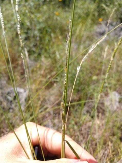 Cup grass Definition & Meaning - Merriam-Webster