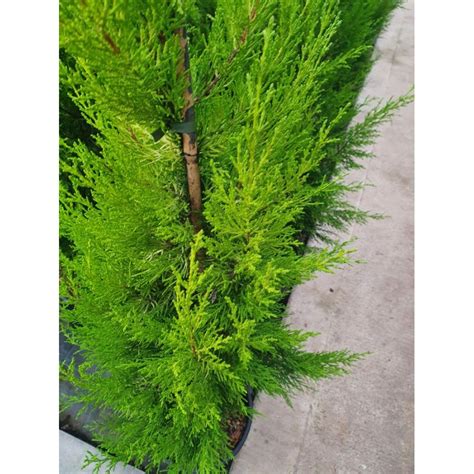 Cupressus Macrocarpa Goldcrest Conifer - Paramount Plants