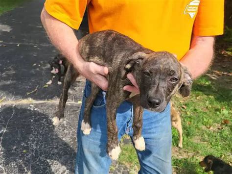 Cur dogs for sale near me. .  <a href=https://admin.menteafiada.irwing.com.br/yg50orpyk...