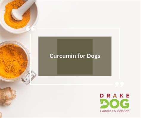 Curcumin for Dogs - DogCancer.com