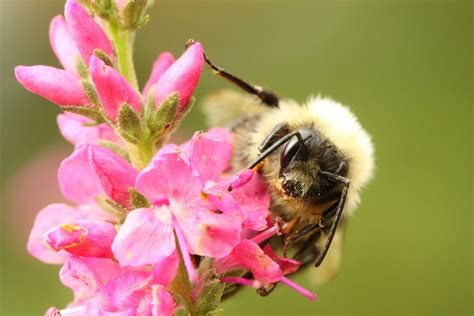 Curious Nature: Bumble bees are not bumbling …