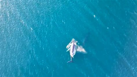 Curious whale follows kayak as Australia revels in bumper annual humpback count
