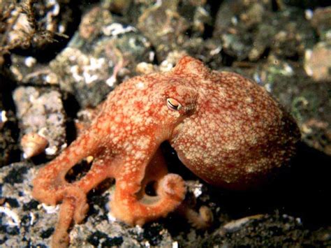 Curled octopus - Encyclopedia of Life