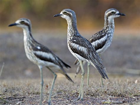 Curlew