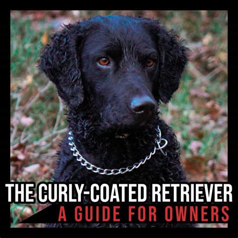 Curly coated retriever comprehensive owner s guide. - 648 e john deere skidder repair manual 85948.