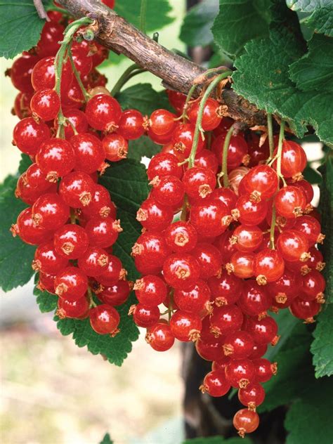 Currant Plants - Fruit Plants for home gardening available - Burpee