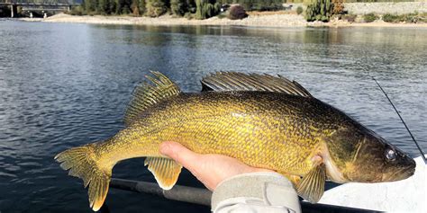 Current columbia river fishing regulations pdf.  Master techniques for walleye fishing Ore...