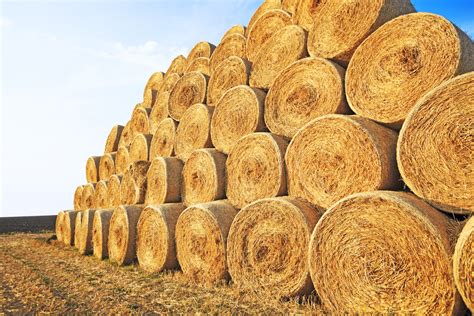 Current hay prices per ton near me. .  <a href=https://buh.sobi.com.ru/t8zzyy...