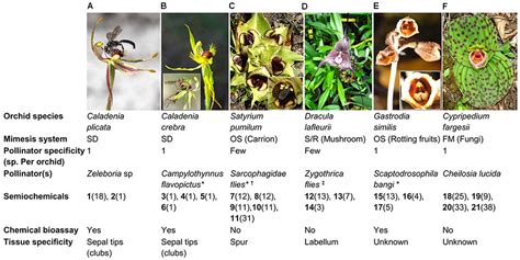 Current progress in orchid flowering/flower development research