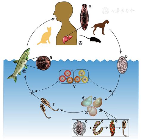 Current status and perspectives of Clonorchis sinensis and ...