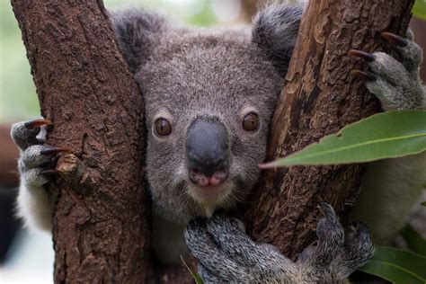 Currumbin wildlife sanctuary. Currumbin Wildlife Sanctuary Welcoming Guests 9am - 4pm Daily* *Closed 25 April and 25 December (07) 5534 1266 enquiries@cws.org.au 28 Tomewin St, Currumbin QLD 4223. 