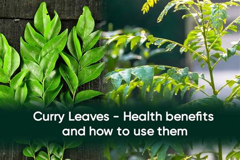 Curry Leaves – Health Benefits and how to use them